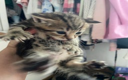 Mixed Breed cats for sale: Gorgeous tabby kittens (ONLY 1 LEFT) - Image 13