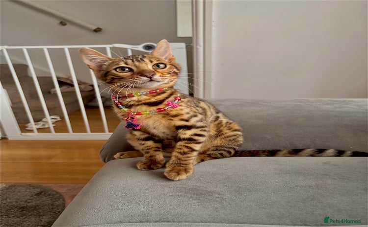 Bengal cats - Advert 1