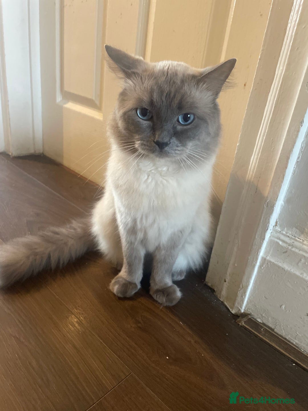 Ragdoll cats for sale: Beautiful kitten  - Advert 5