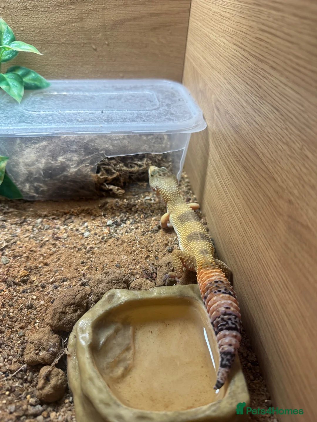 Leopard Gecko reptiles for sale: Female albino leopard gecko in Hemel Hempstead - Advert 5