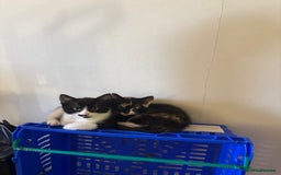 Mixed Breed cats for sale: 3 adorable kittens ready for their forever homes - Image 11