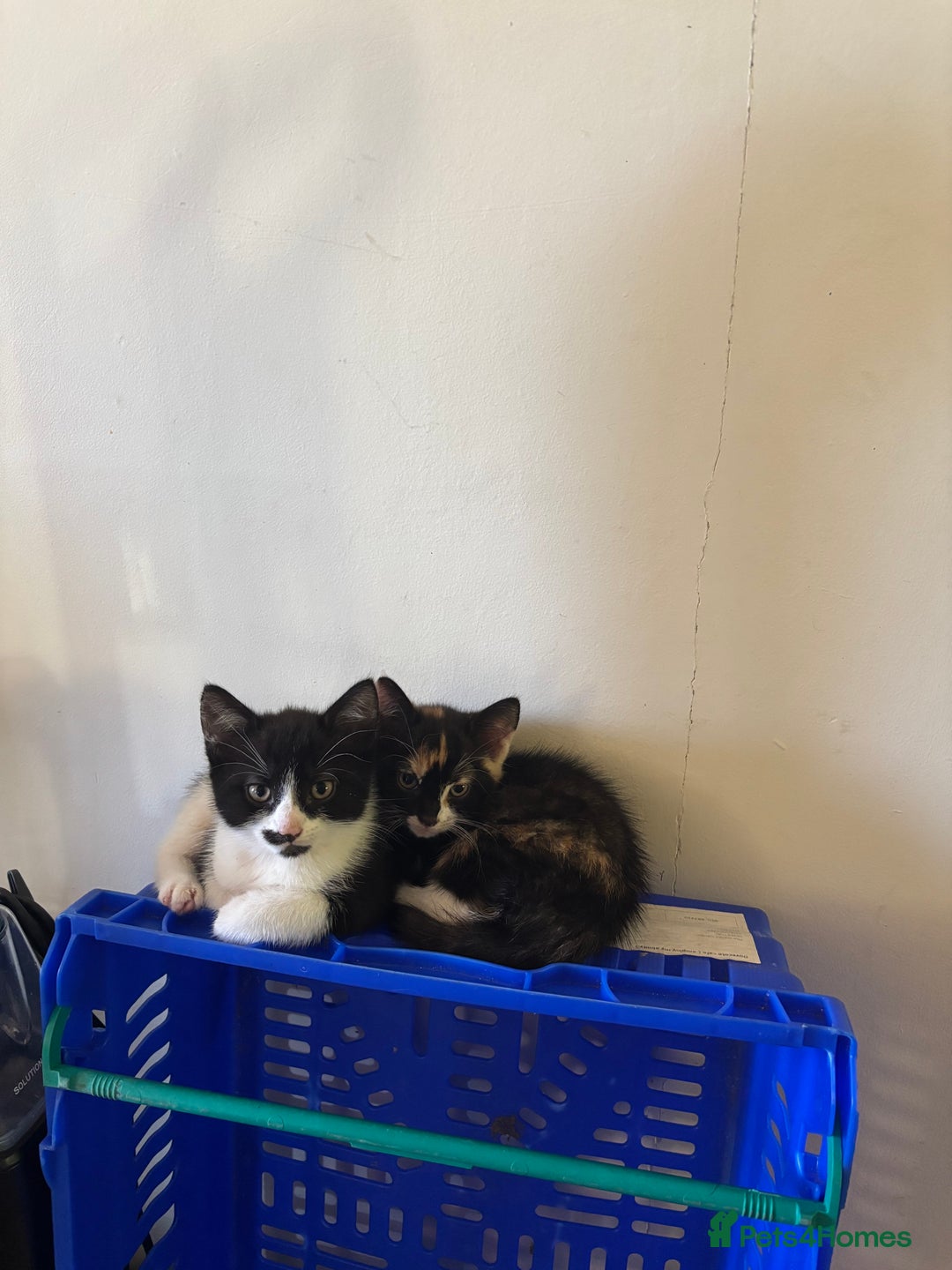 Mixed Breed cats for sale: 3 adorable kittens ready for their forever homes - Image 11