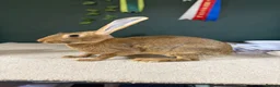 Belgian Hares rabbits for sale: Belgian Hares Bucks - Advert 4