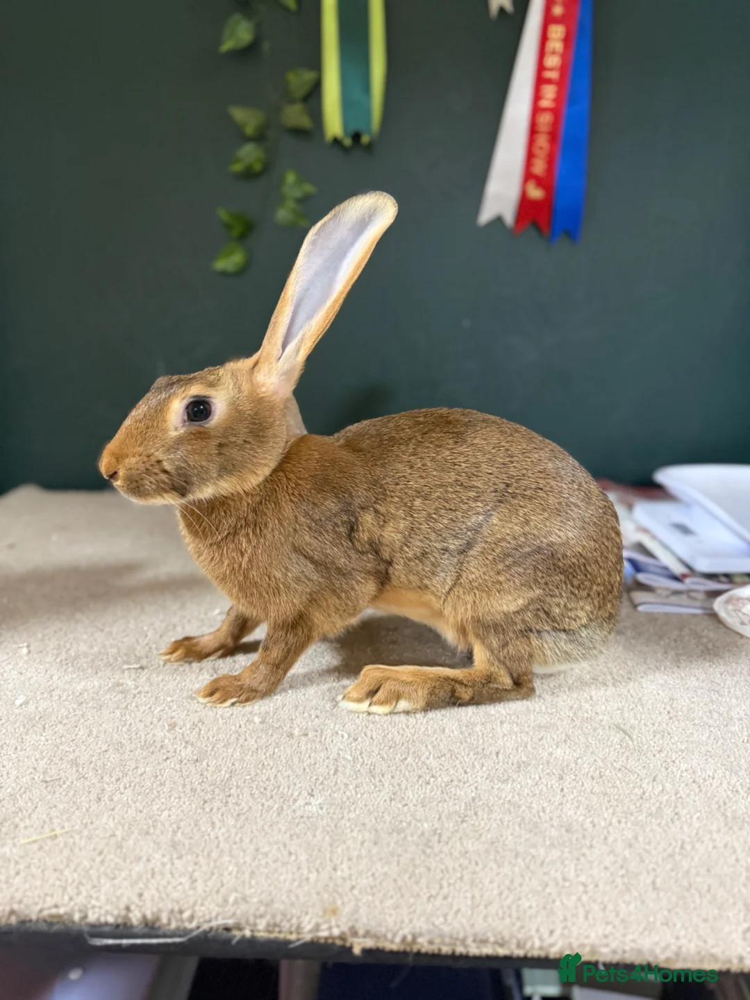 Belgian Hares rabbits for sale: Belgian Hares Bucks - Advert 4