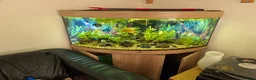 Cichlids fish for sale: Juwel Trigon 190l corner fish tank in Lancaster - Advert 2