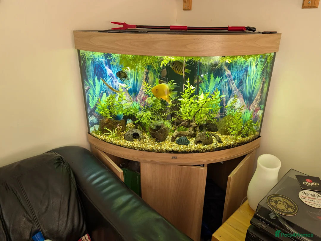 Cichlids fish for sale: Juwel Trigon 190l corner fish tank in Lancaster - Advert 2