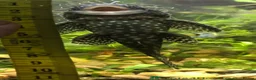 Plecos fish for sale: Beautiful Ancistrus in Croydon. - Advert 13