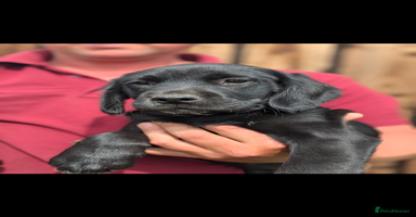 Springador dogs - Advert 14