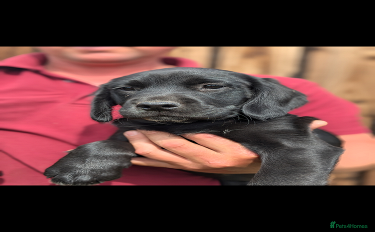 Springador dogs - Advert 1