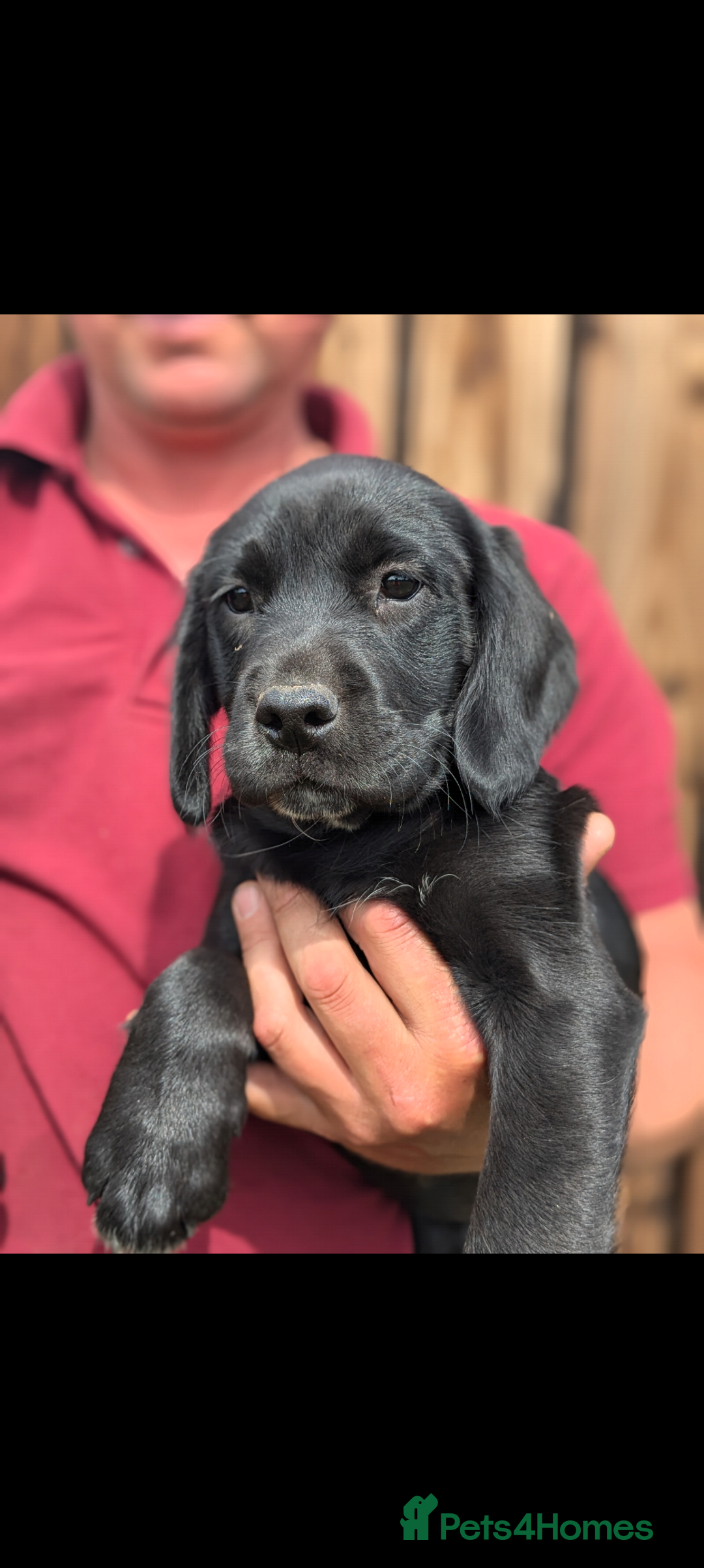 Springador dogs for sale: Stunning springador puppies  - Image 4