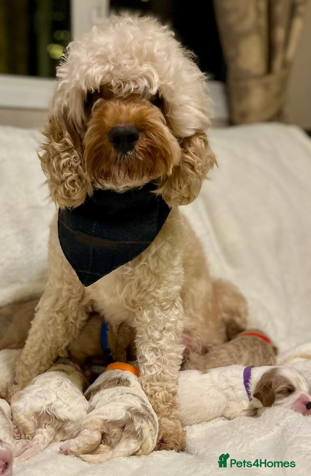 Cavapoo dogs for sale: F1B cavapoo puppies-extensively health tested - Advert 6