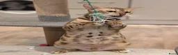 Bengal cats for sale: Beautiful Retired Female Bengal - Advert 24