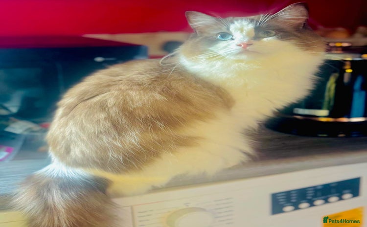 Ragdoll cats - Advert 2