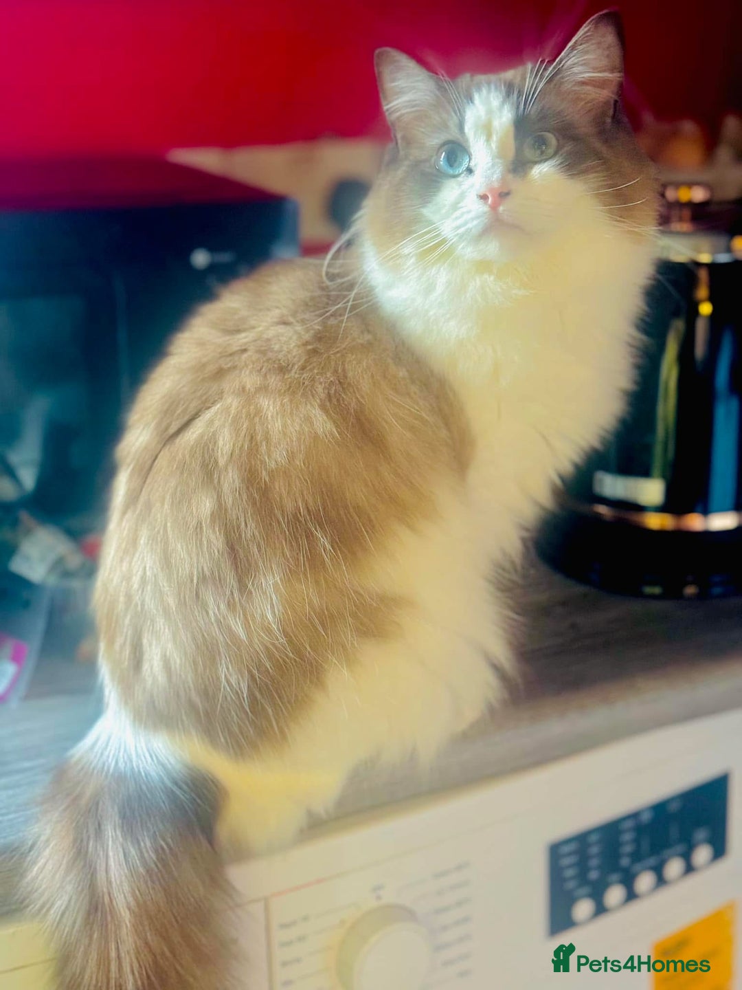 Ragdoll cats for sale: Cherubim mink ragdoll girl  - Image 1