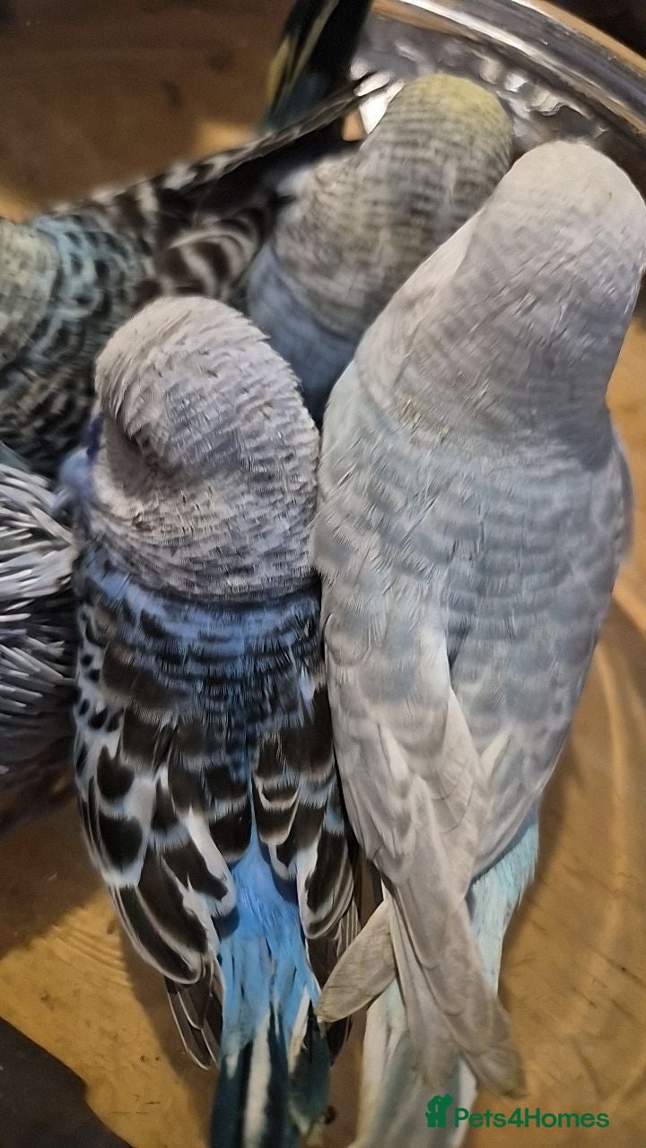 Budgerigars birds 2 baby budgies for sale - Advert 1