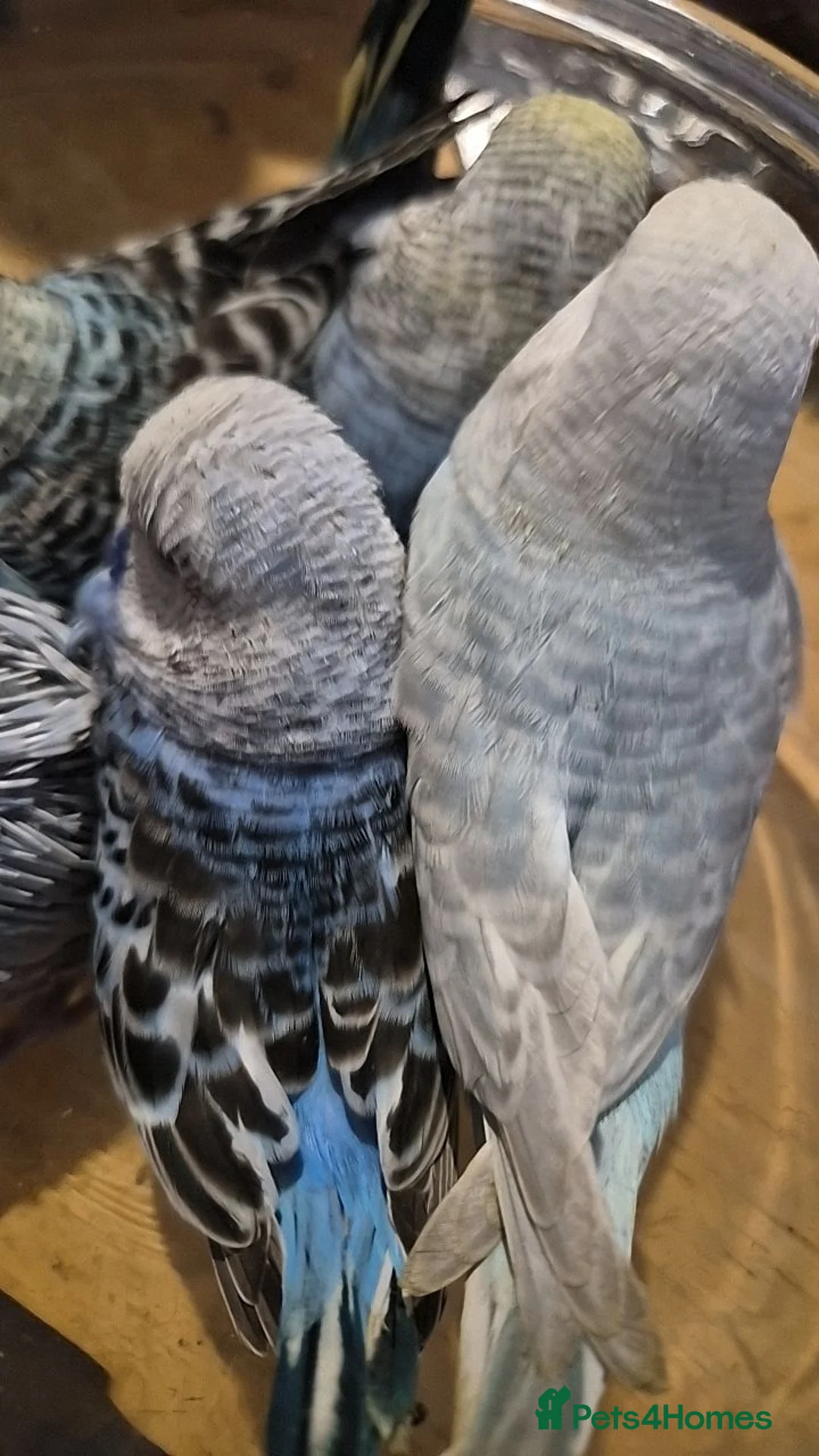 Budgerigars birds for sale: 2 baby budgies for sale - Advert 1
