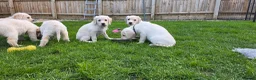 Labradoodle dogs for sale: 9 Beautiful Labradoodle Puppies - Advert 4