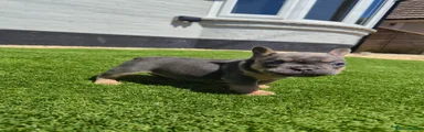 French Bulldog 1