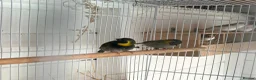 Finches birds for sale: Cuban finch’s  - Advert 2
