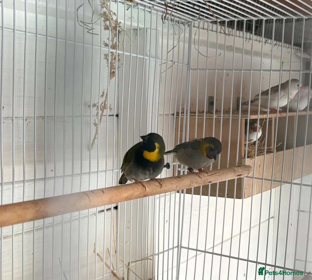 Finches birds for sale: Cuban finch’s  - Advert 2