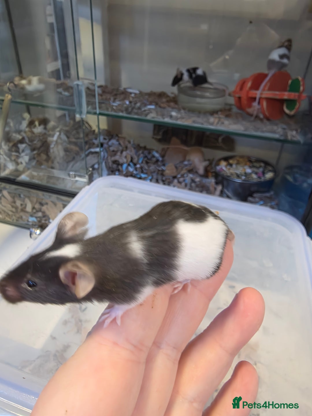 Mouse rodents for sale: Mice, males and females  - Advert 11