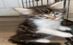 Mixed Breed cats for sale: Kittens for sale! - Image 7