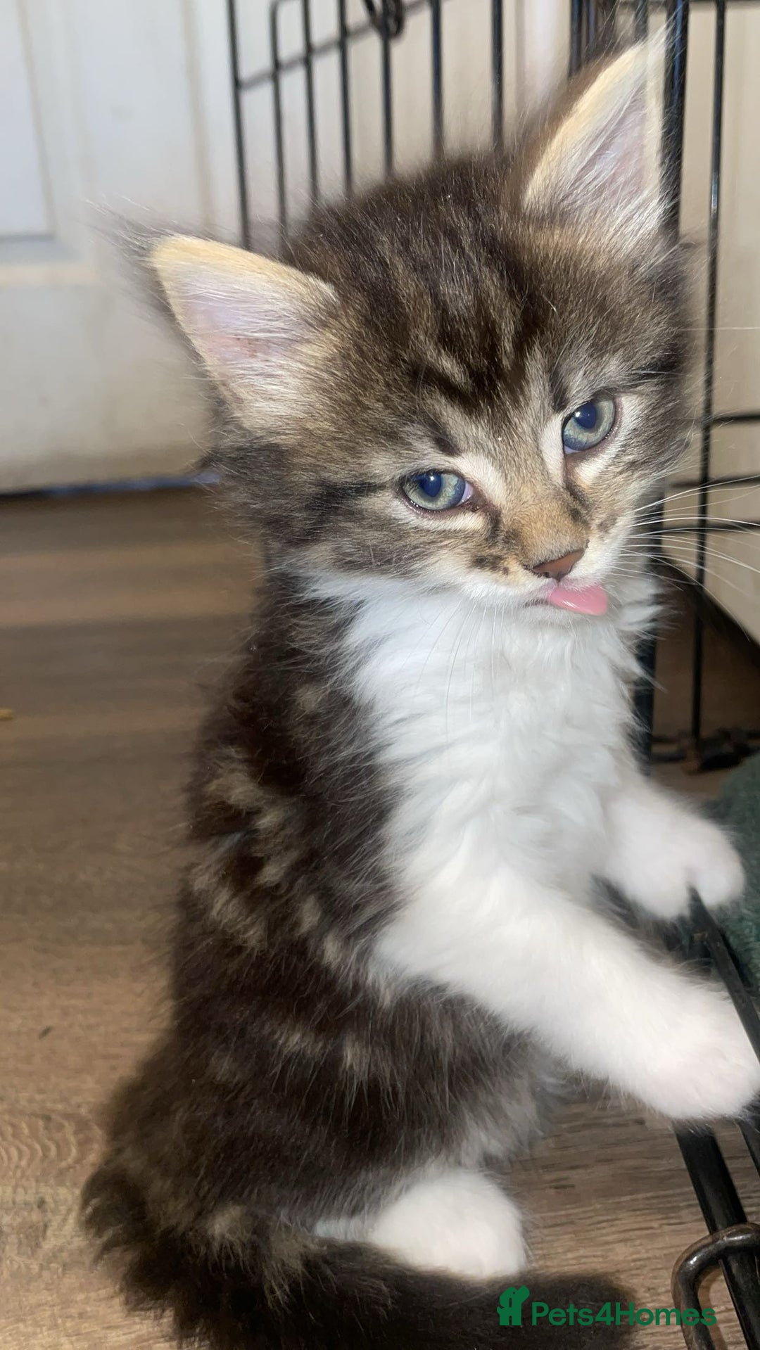 Mixed Breed cats for sale: Kittens for sale! - Image 7