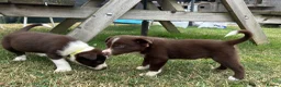 Mixed Breed dogs for sale: Welsh collie X border collie pups for sale  in Llanwrda - Advert 4