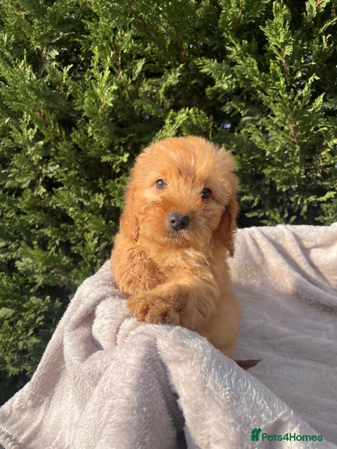 Cockapoo dogs for sale: Five beautiful cockapoos  - Advert 14