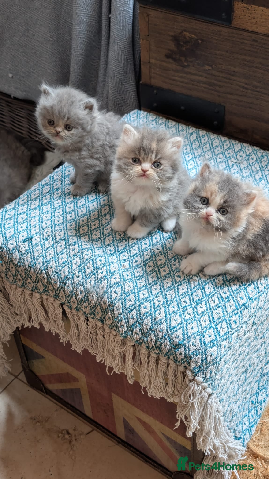 Persian cats for sale: Gorgeous Persian Kittens - 3 Boys & 3 Girls in London - Advert 1