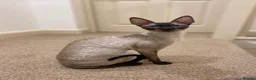 Cornish Rex cats for sale: Stunning male Cornish Rex.  - Advert 3