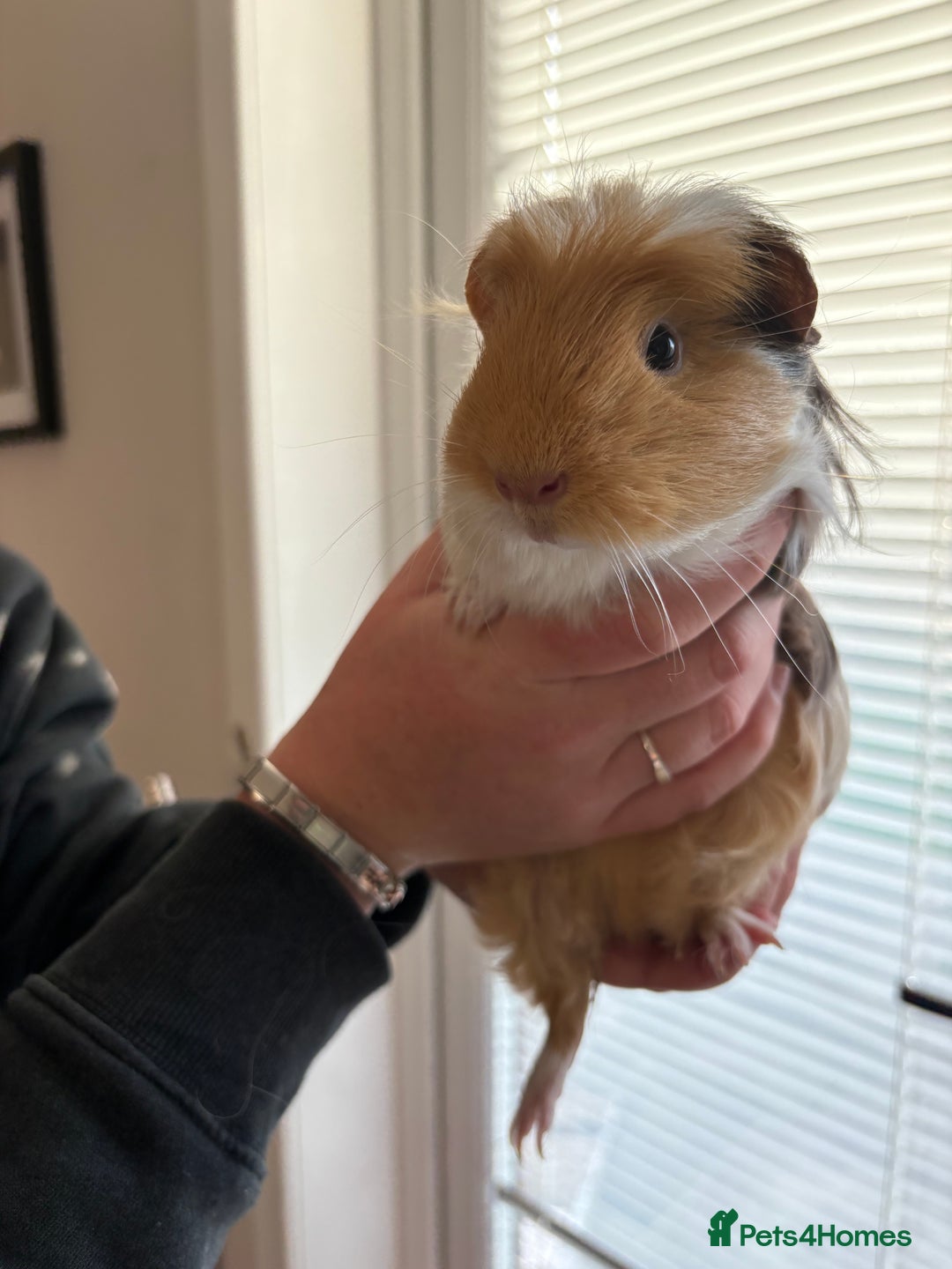 Guinea Pig rodents for sale: 3 female guinea pigs - Image 9