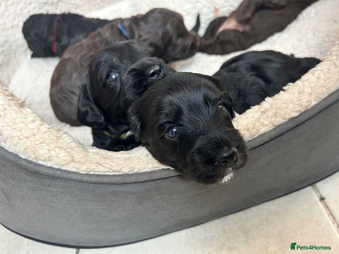 Cockapoo dogs for sale: Cockapoo Puppies For Sale - Image 7