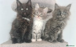 Mixed Breed cats for sale: Ragcoon kittens  - Image 1