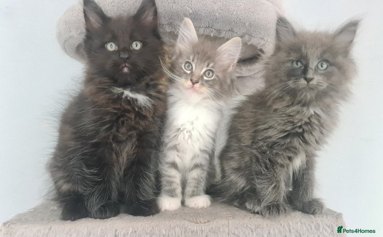 Mixed Breed cats - Advert 11