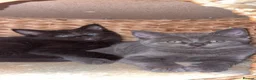 Mixed Breed cats for sale: One grey kitten left  - Advert 4