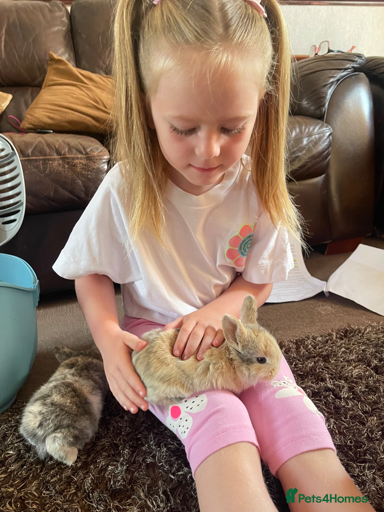 Lionhead rabbits for sale: Baby Lionhead x Lops Looking For New Home - Advert 20
