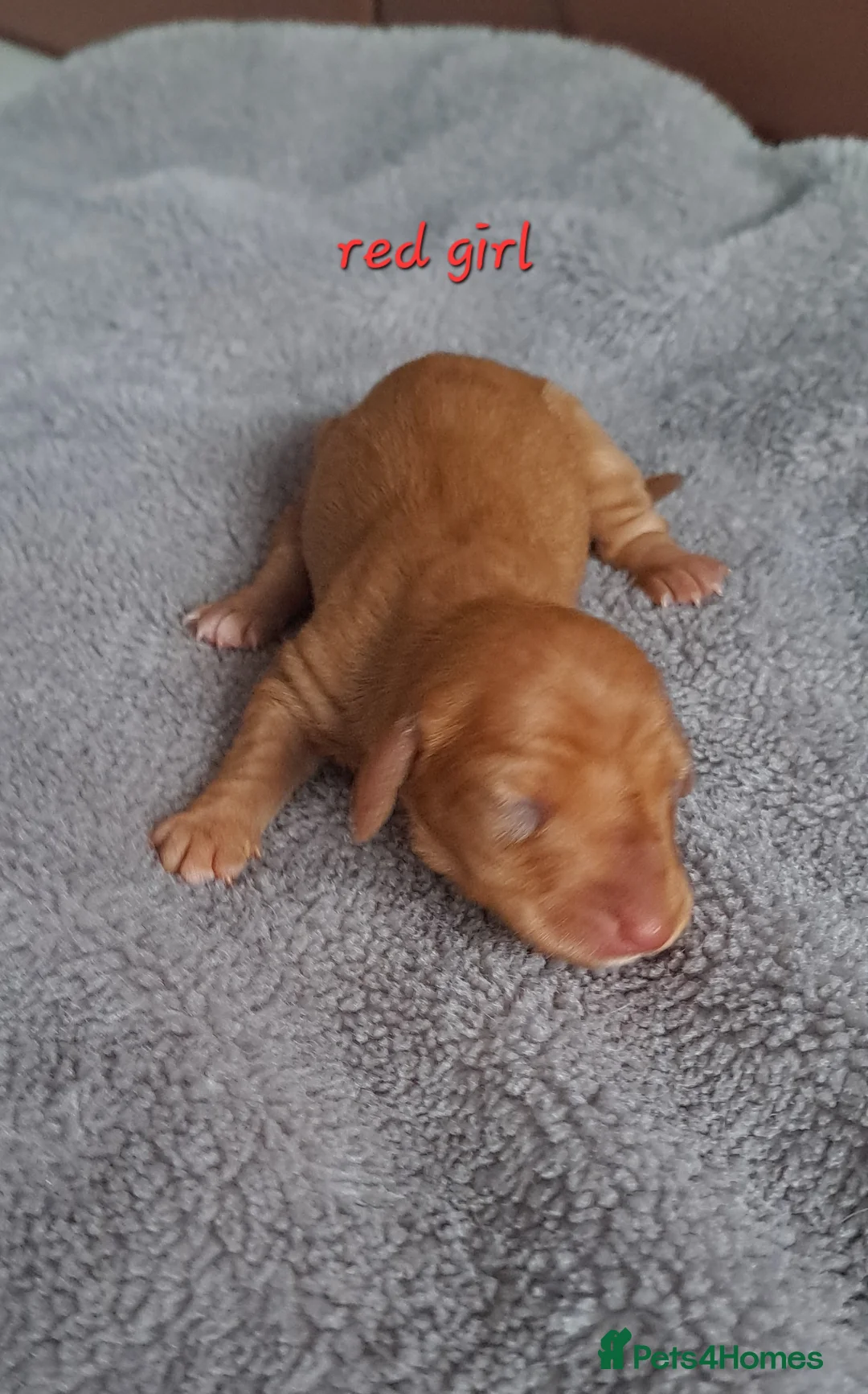 Dachshund dogs for sale: Miniature dachshund 1 girl left - Advert 36