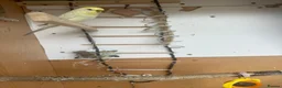 Budgerigars birds for sale: Lovely rainbow female in breeding condition  - Advert 6
