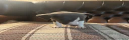 Whippet dogs for sale: 🐾 Exceptional KC Registered Whippet Puppies - Advert 16