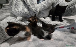 Domestic Shorthair cats for sale: Kittens looking for their forever home - Advert 7