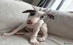 Mixed Breed dogs for sale: Collie Whippet Greyhound  - Image 2