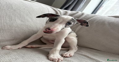 Mixed Breed dogs - Advert 9
