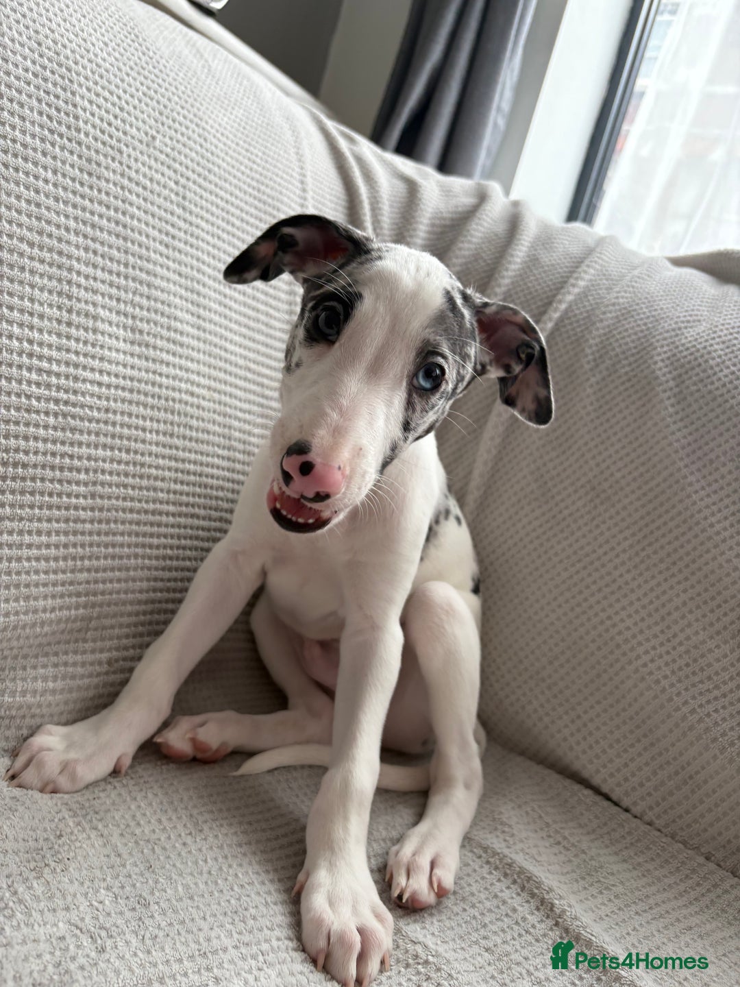 Mixed Breed dogs for sale: Collie Whippet Greyhound  - Image 2