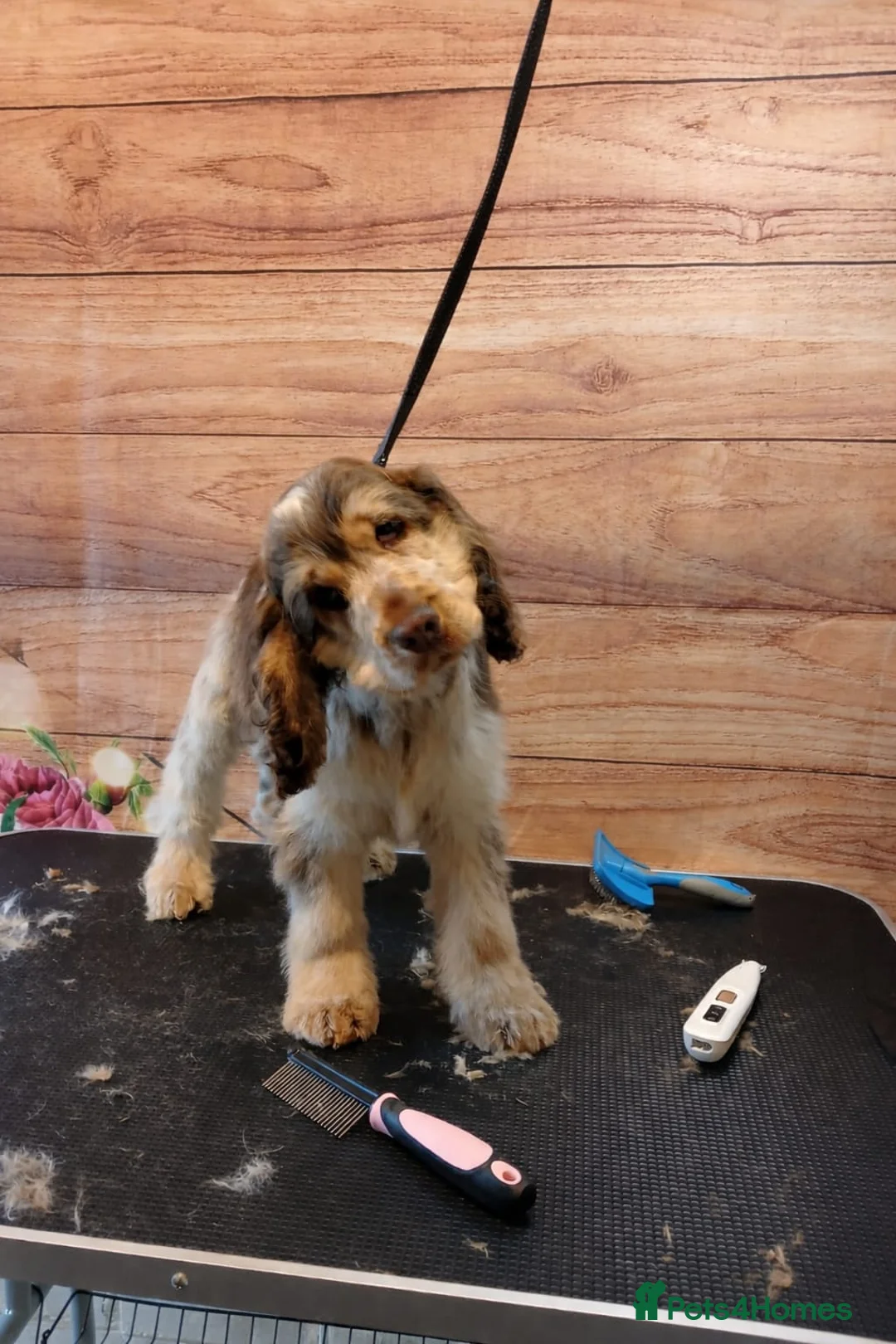 Cocker Spaniel dogs for sale: Adorable young Cocker Spaniel girl - Advert 4