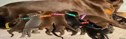 Dobermann dogs for sale: KC REGISTERED DOBERMAN PUPS - Advert 17