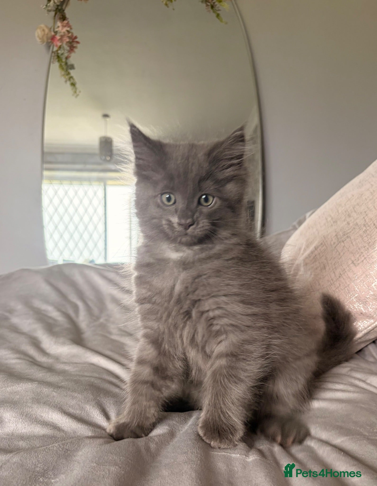 Ragcoon cats Last gorgeous Ragcoon ready for his forever home  - Advert 14
