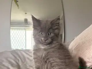 Ragcoon cats Last gorgeous Ragcoon ready for his forever home - Advert 14