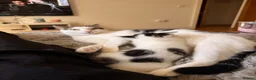 Mixed Breed cats for sale: One boy kitten for sale  - Advert 7