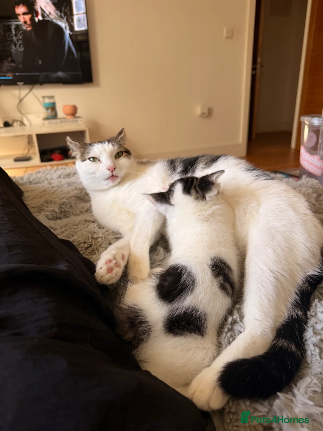 Mixed Breed cats for sale: One boy kitten for sale  - Advert 7